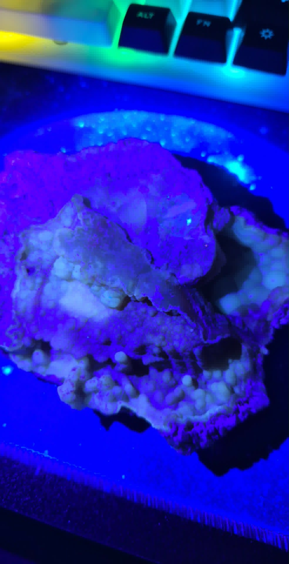 Fossilized Coral