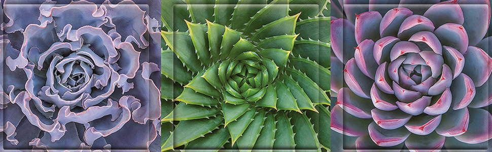 Succulent Spectrum Magnet Set