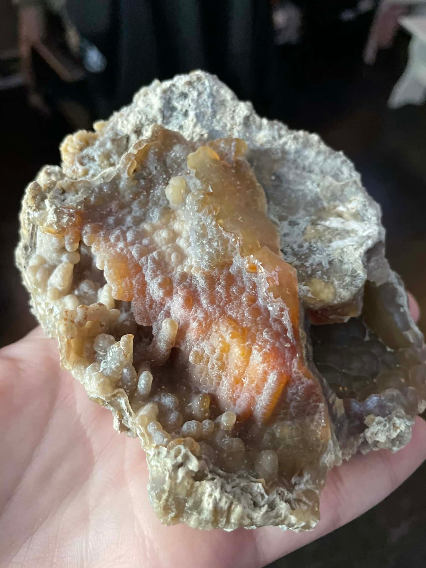 Fossilized Coral