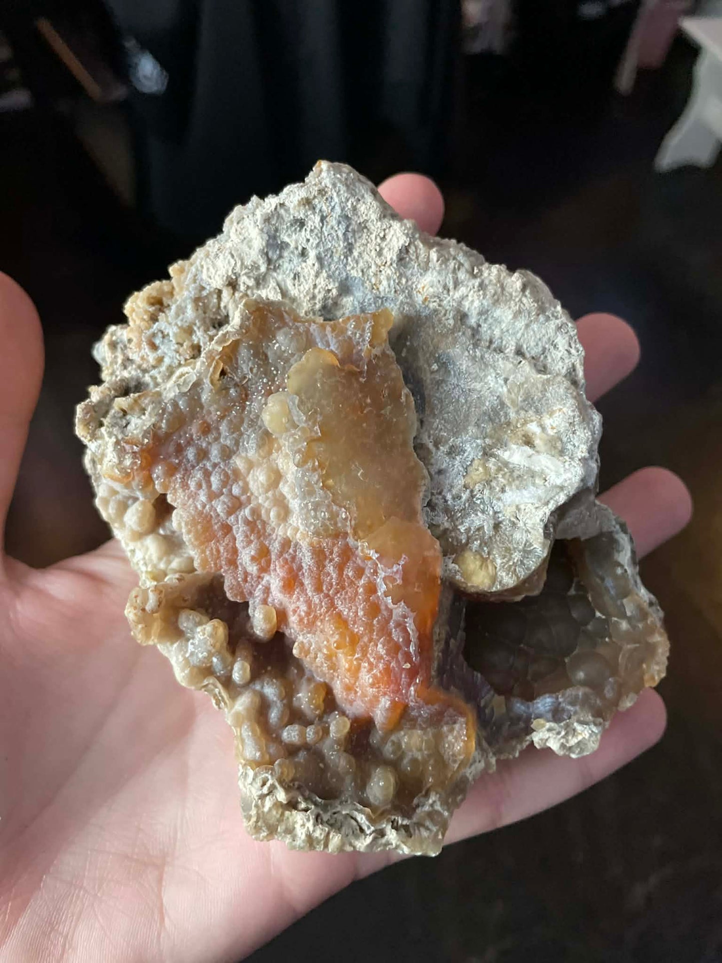 Fossilized Coral