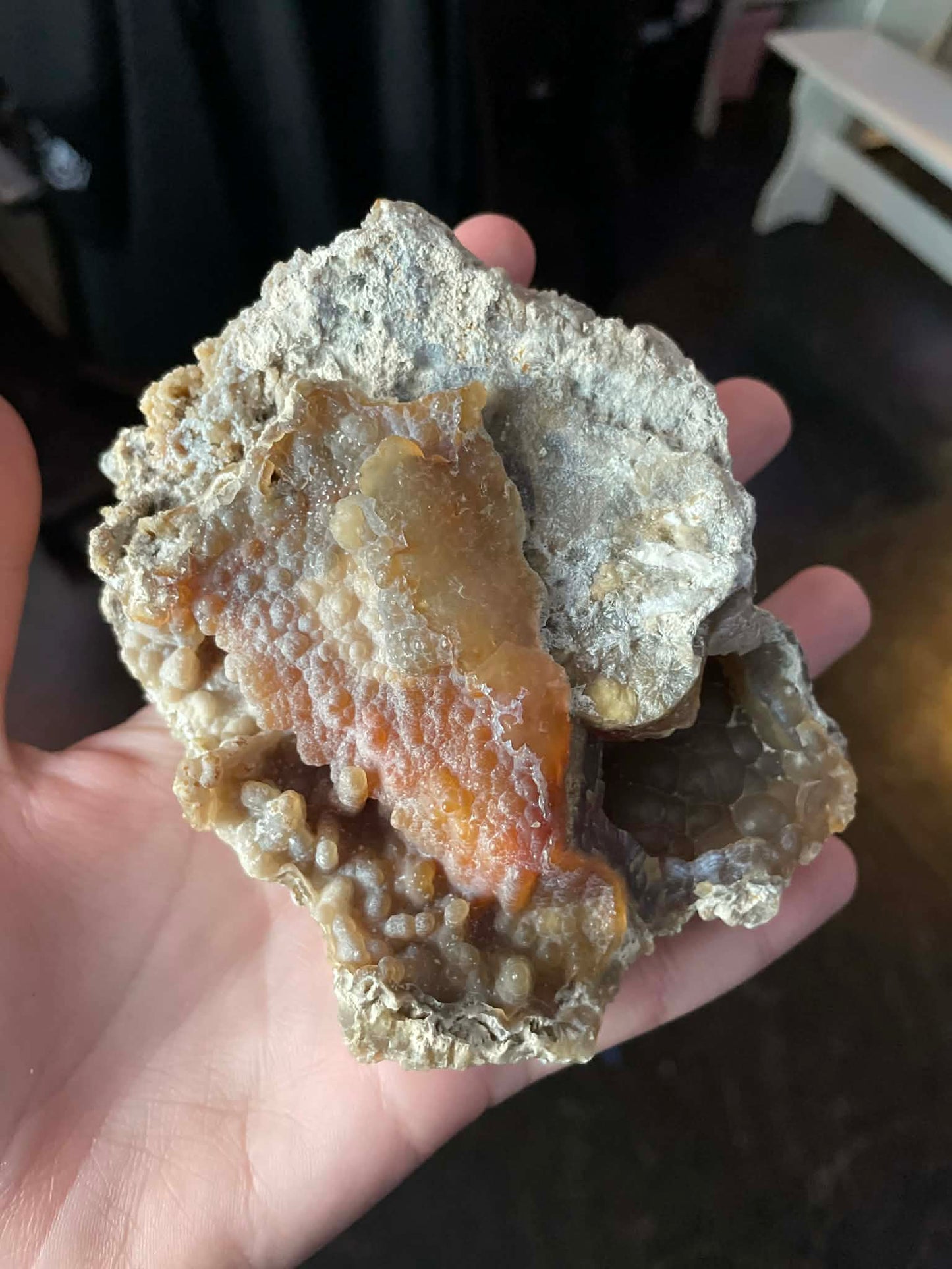 Fossilized Coral