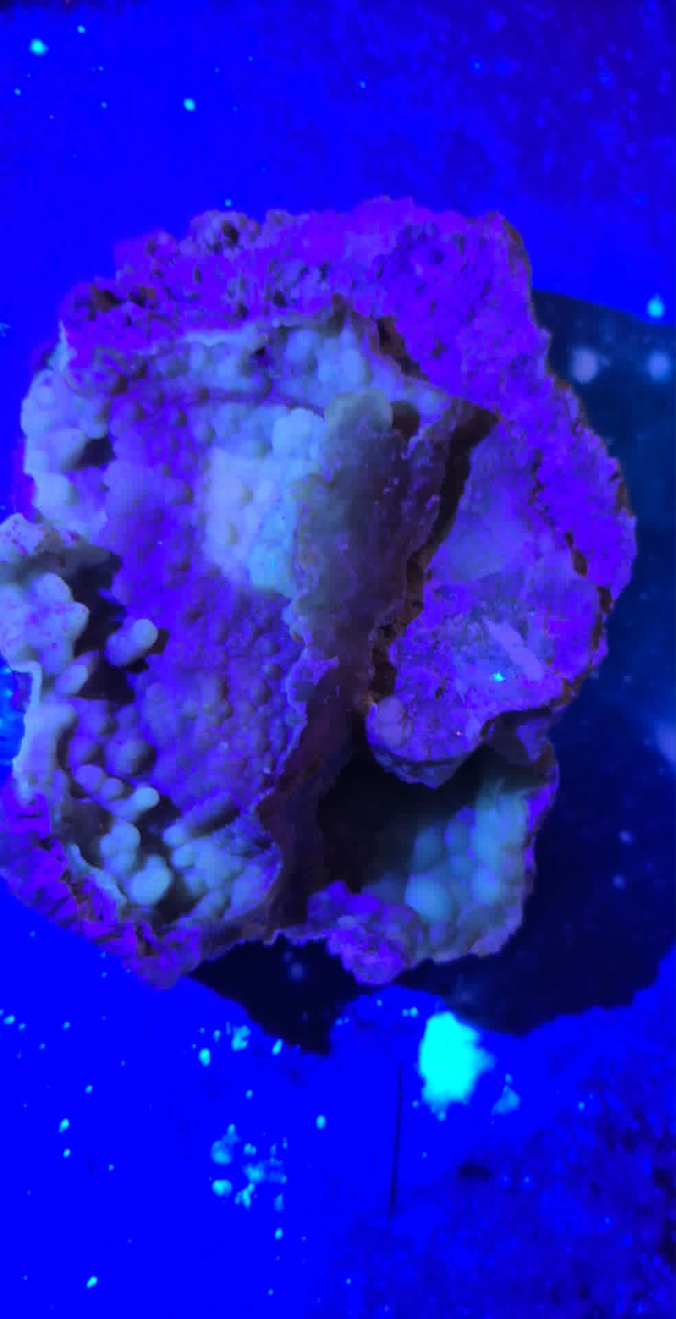 Fossilized Coral