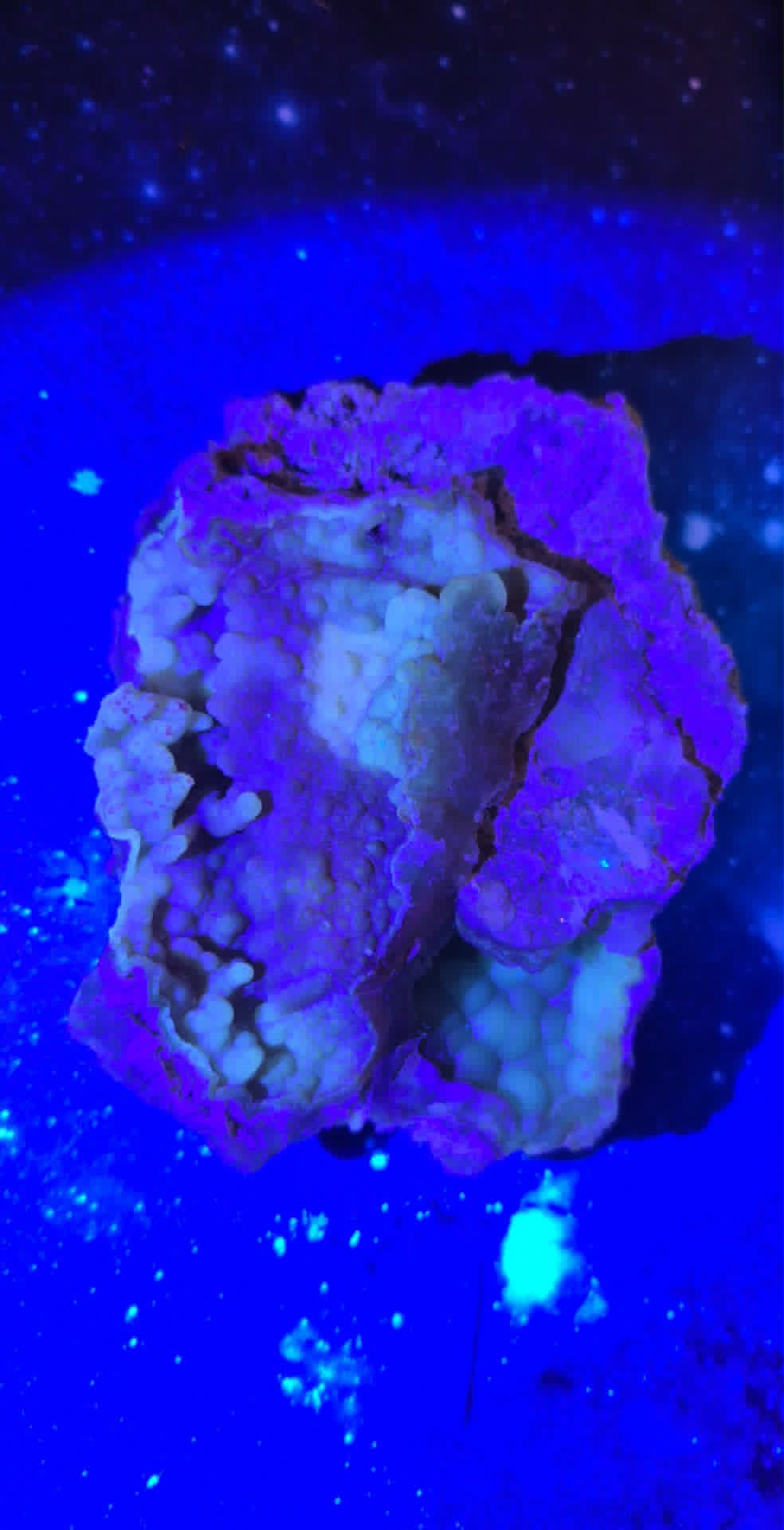 Fossilized Coral